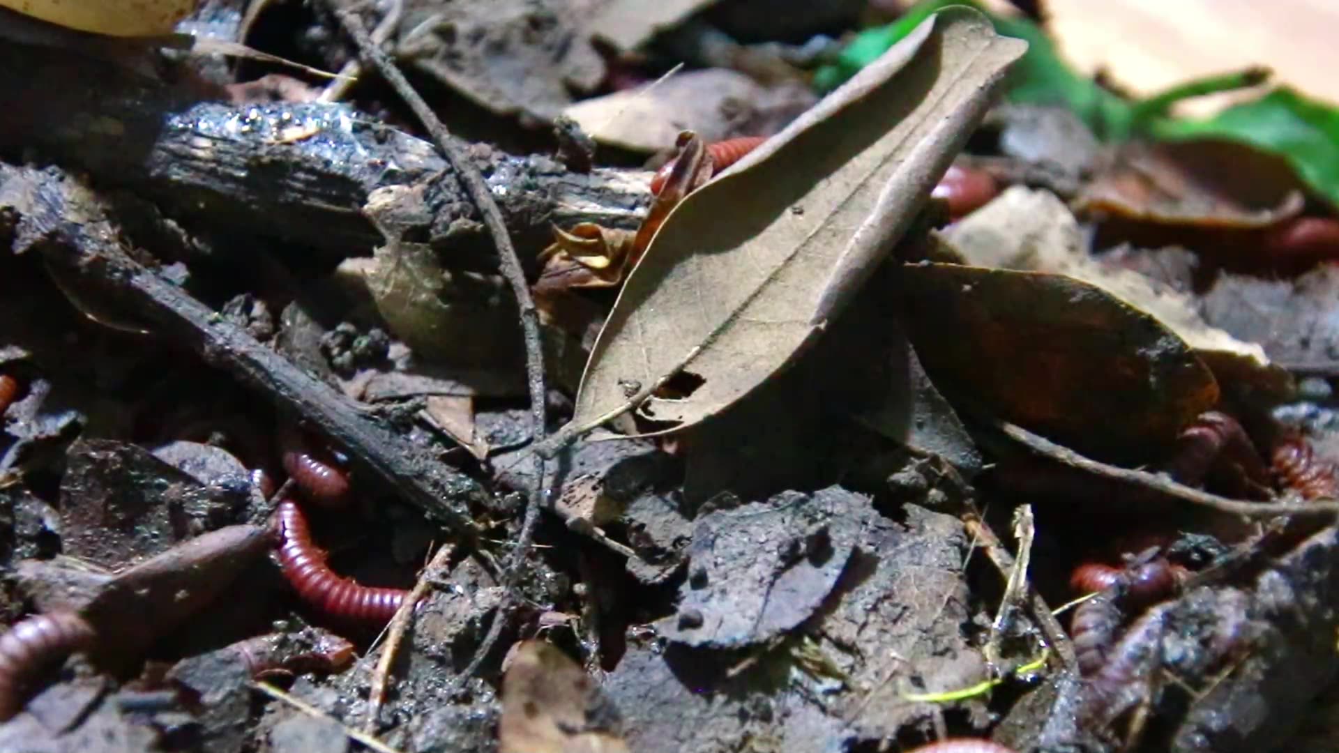 Video thumbnail for Venomous Centipede eat soil or fruit