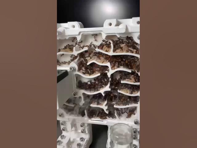 Video thumbnail for "La muralla Nicobarensis" #shorts