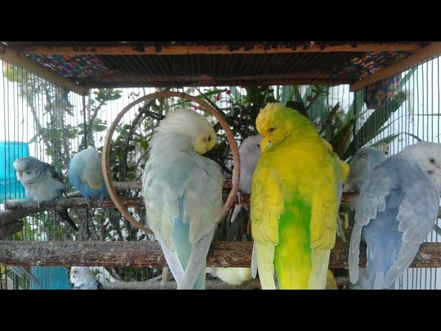 Video thumbnail for 🕊 8 Minutos de Paz Natural – Sons Reais dos Periquitos para Foco e Calma