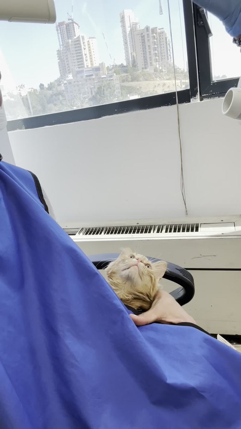 Video thumbnail for Chill Support Cat at a Routine Dentist Visit
