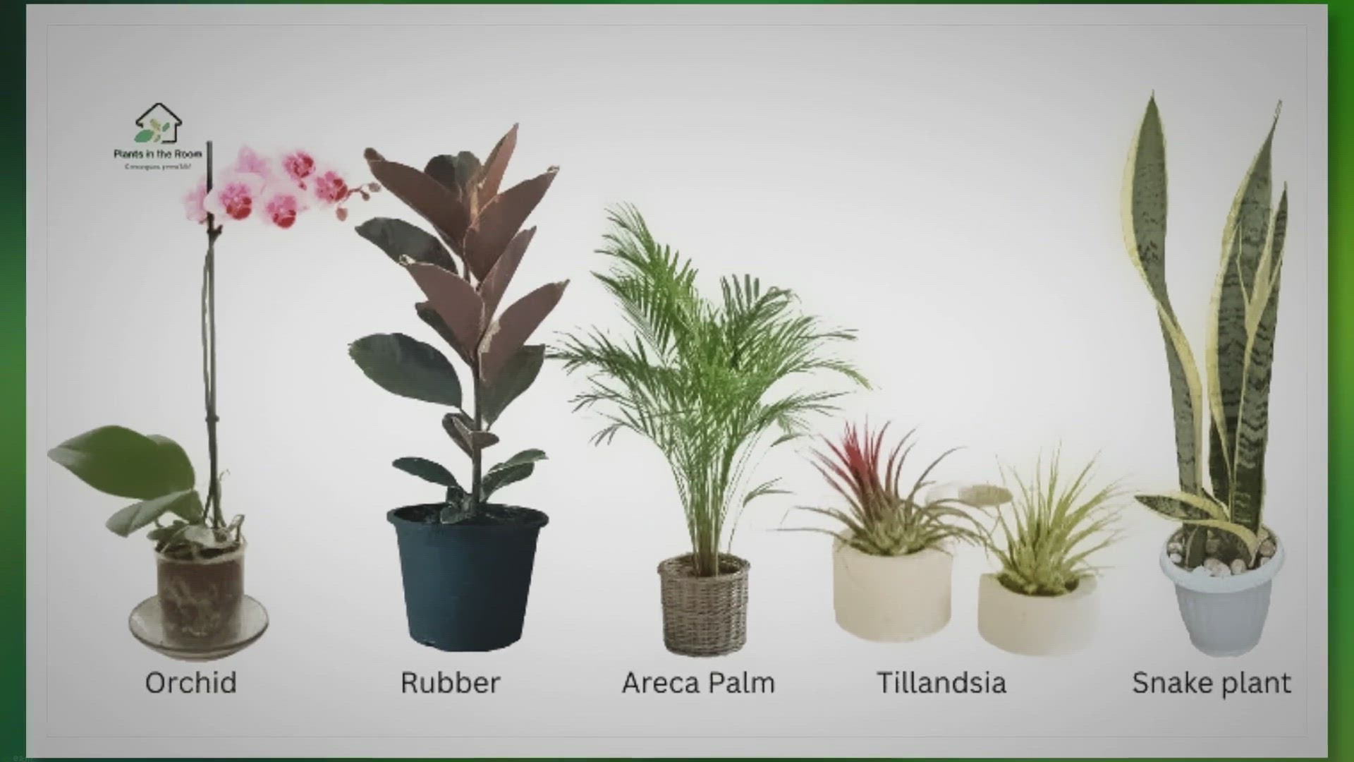 'Video thumbnail for 10 Must-have Humidity-increasing Plants for Your Home'