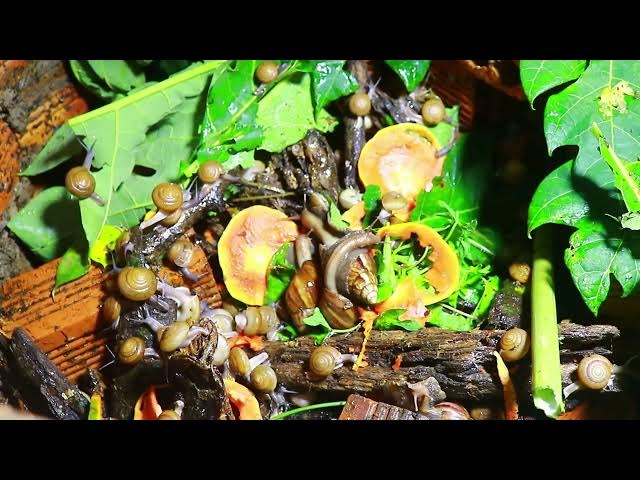Video thumbnail for 🐌 Snails, 🐌 snial alot eating papaya fruits now 🦈 | 𝑴𝒆𝒕𝒉𝒐𝒅𝒔 #𝟗𝟔9059