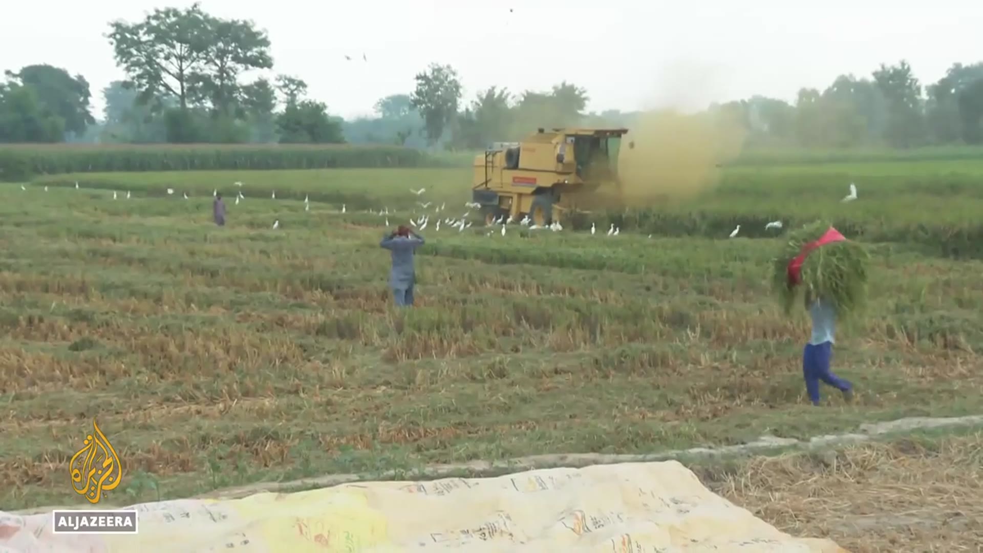 'Video thumbnail for Floods slash Pakistan’s basmati rice exports, driving up global prices'