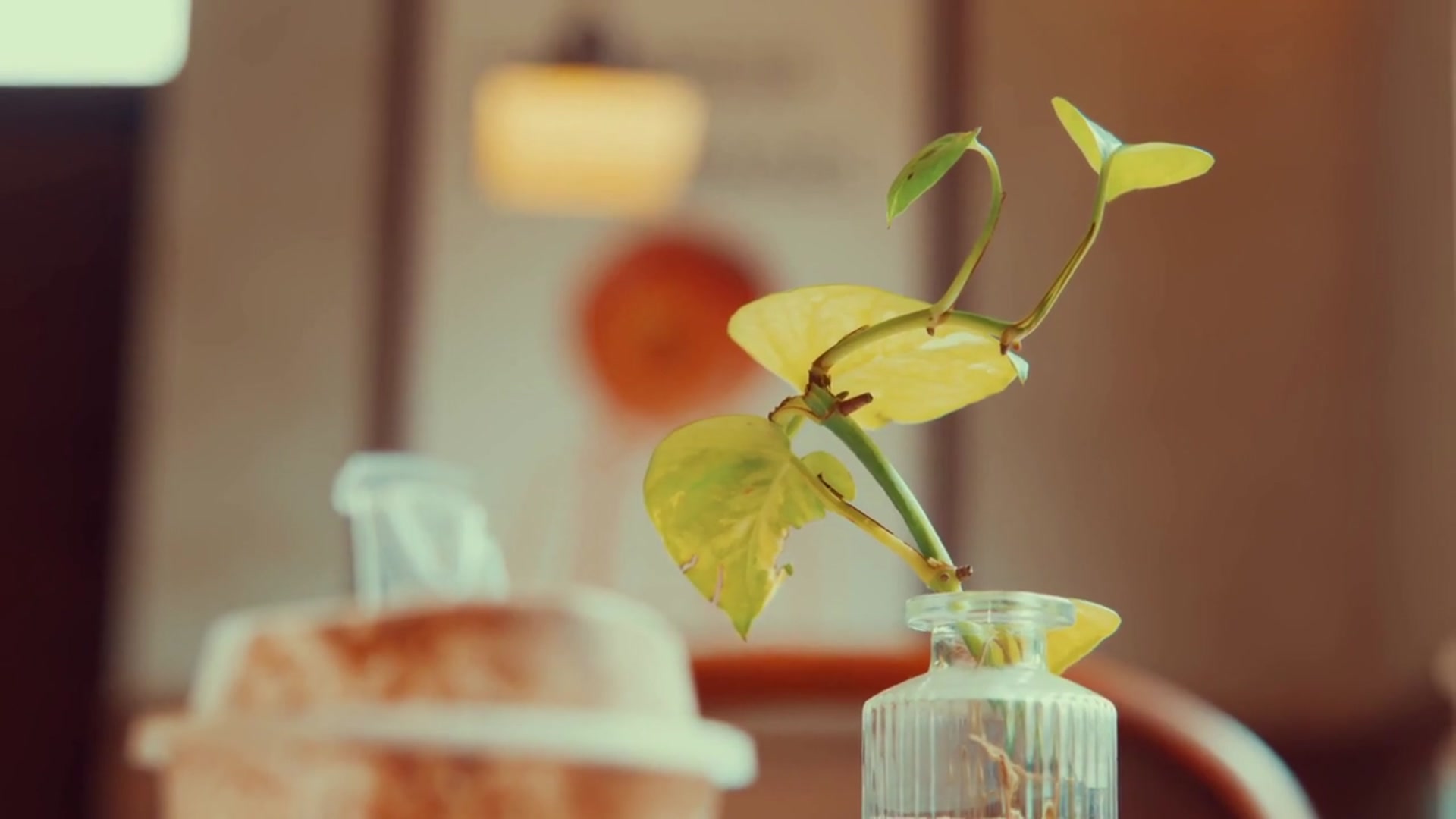 Video thumbnail for How To Propagate Fiddle Leaf Fig