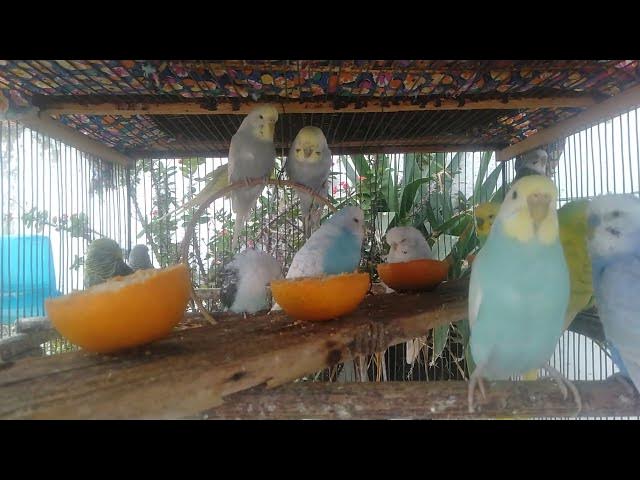 Video thumbnail for 🌅 30 Minutos Relaxamento Total com Sons Naturais e Harmonia Sonora Tropical 🌿