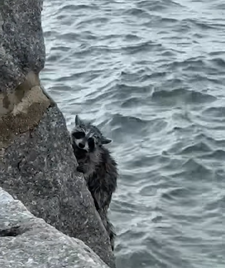 Video thumbnail for Lifeguards rescue baby raccoon from water at Glen Cove beach