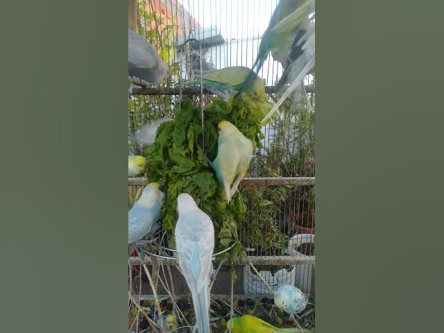 Video thumbnail for 🌞 “Um minuto de paz — continue 2h de natureza e energia positiva ☀️”