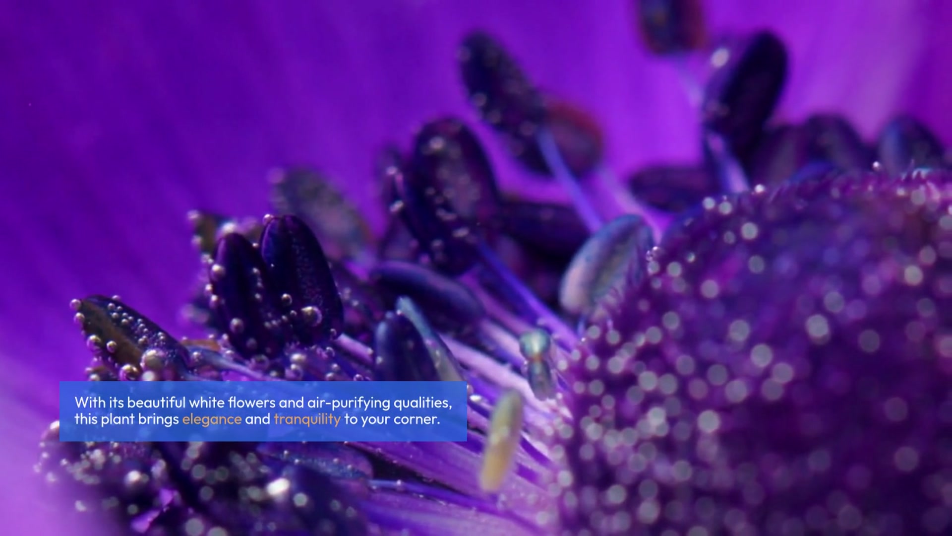 Video thumbnail for Plants for Meditation Corners