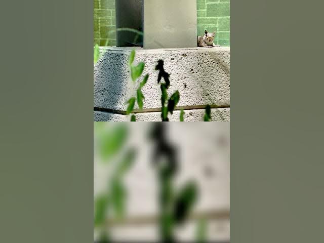 Video thumbnail for A Micro Mental Rest in Nature