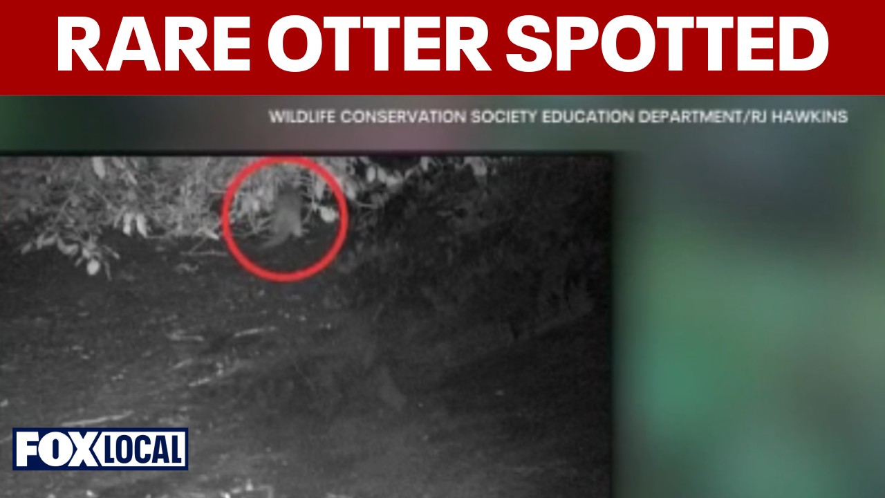 Video thumbnail for River otter spotted in Bronx River for first time in a century