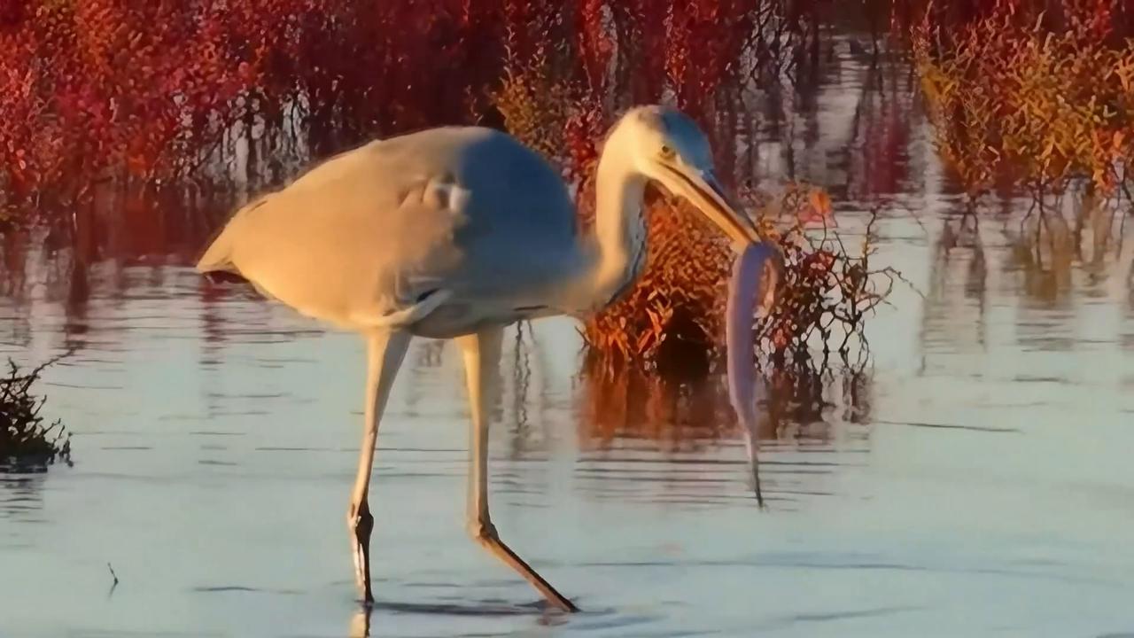 Video thumbnail for China: Salt-tolerant seepweed, birds turn part of east China's shoreline into natural red wonderland.