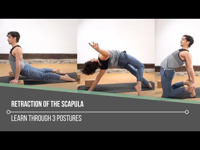 Video thumbnail for Retraction Of The Scapula: Learn Through 3 Postures