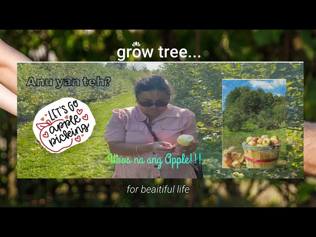 Video thumbnail for Halika samahan ninyo ako mag apple picking sa wala namang Apple!