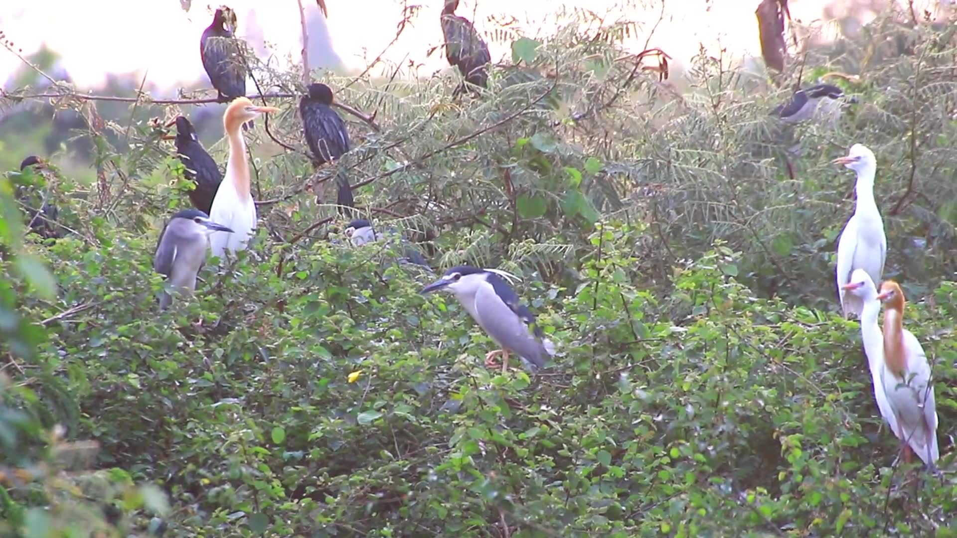 'Video thumbnail for Unkhnow of name bird'