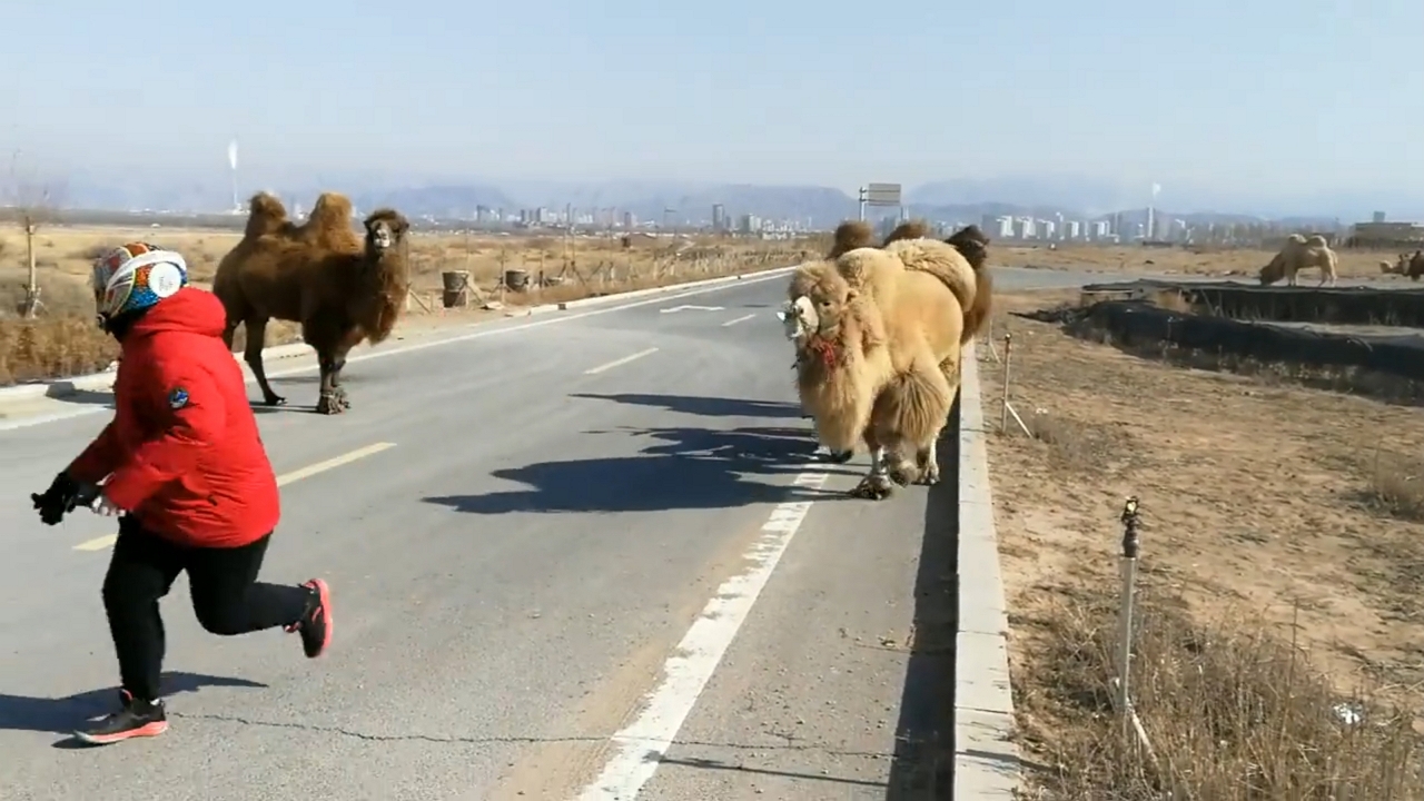 Video thumbnail for Motorcyclist Faces Unexpected Camel Roadblock in Inner Mongolia