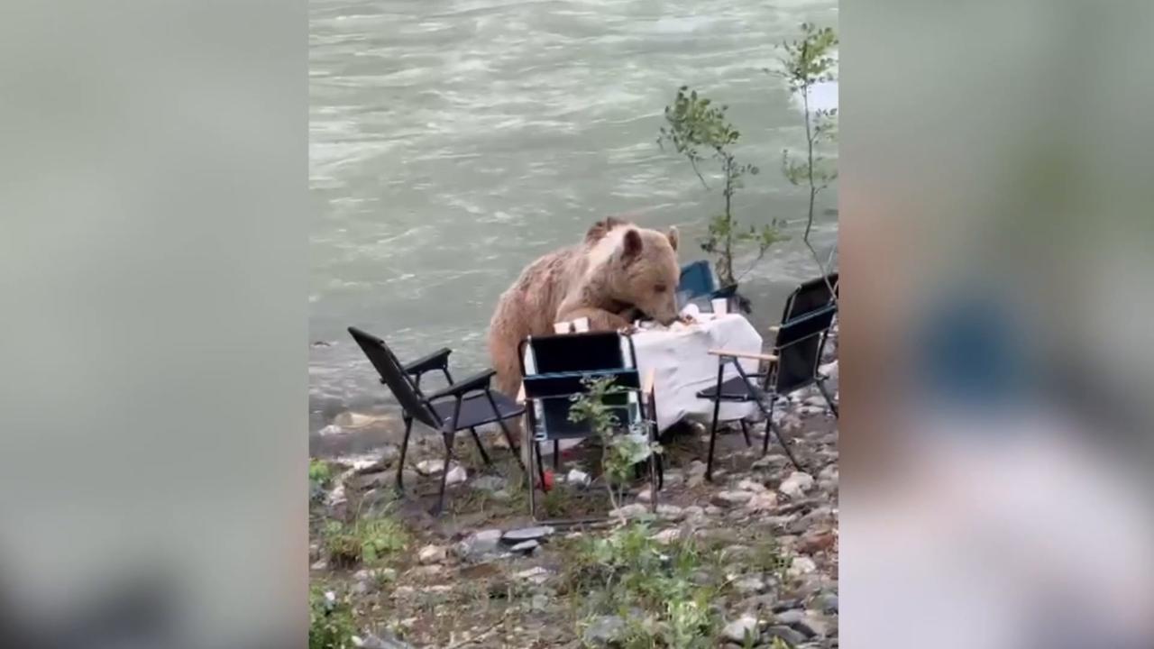 Video thumbnail for Türkiye: Brown bear spotted eating leftover food at picnic table in eastern Türkiye.