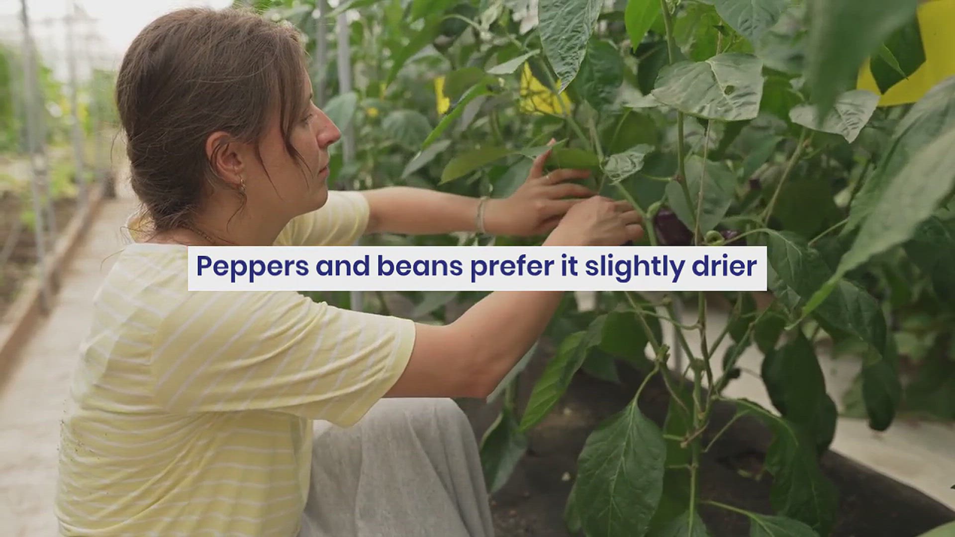 'Video thumbnail for Essential Tips for Watering the Vegetable Garden'