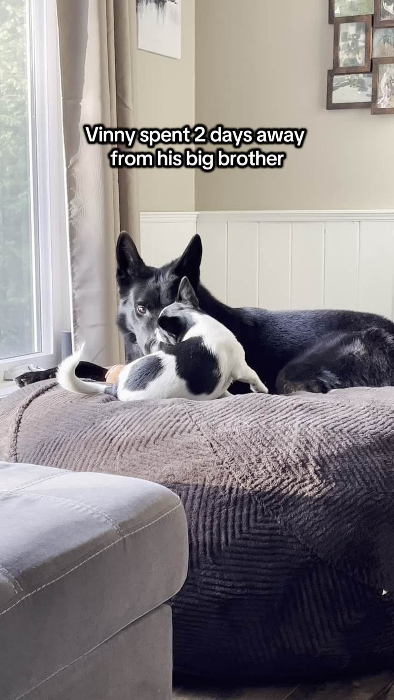 Video thumbnail for Shepherd and Chihuahua Brothers Reunite after Two Days Apart
