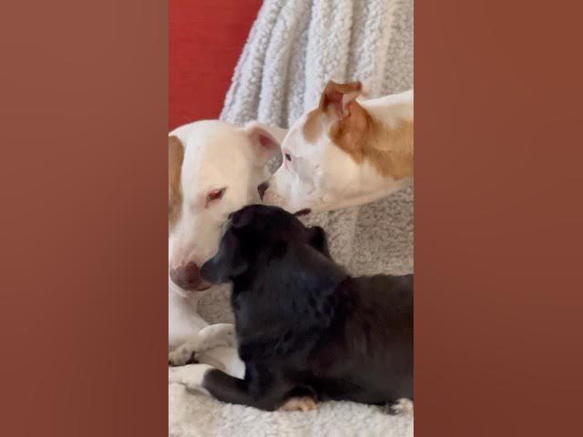 Video thumbnail for We will be more human if we act more like them ! #rescue #dogs #spain #travelingwithpets