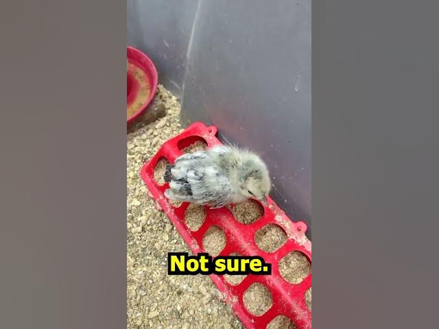 Video thumbnail for 2 Week Old Polish Chicks #Shorts