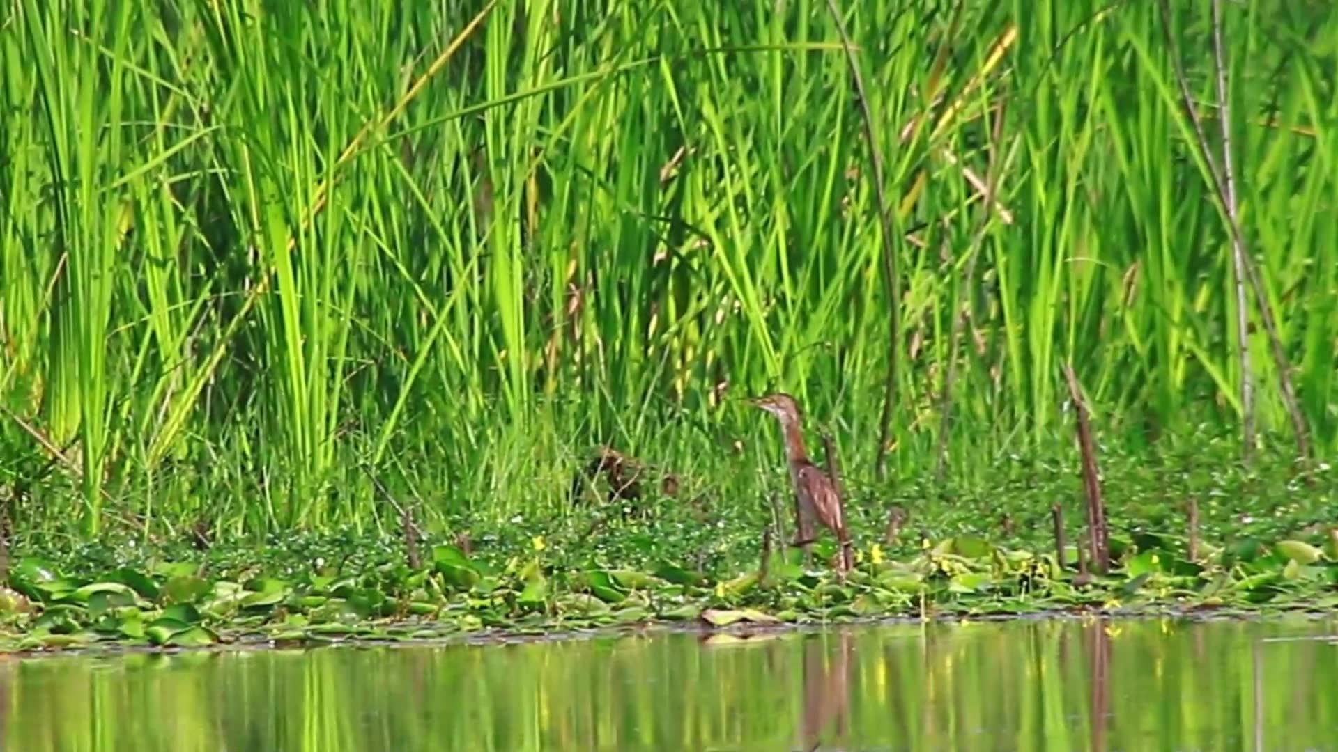 Video thumbnail for In lake bird catch fish eat