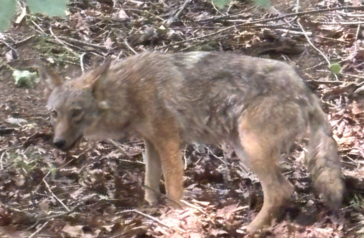 Video thumbnail for Dog survives violent coyote attack in Irvington as officials warn residents during pupping season