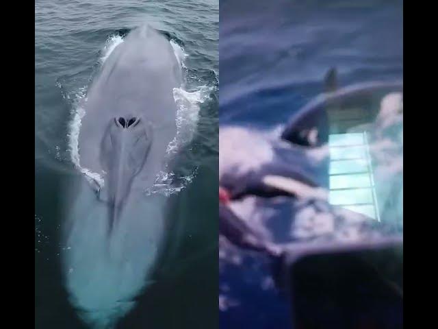 Video thumbnail for blue Shark