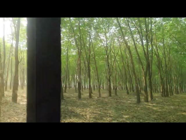 Video thumbnail for সন্তোসপুর রাবার বাগান পার্ট ১