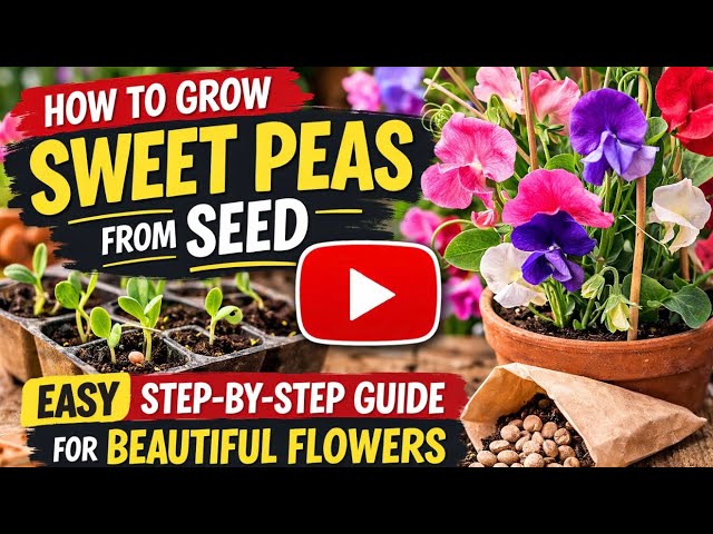 Video thumbnail for How to Grow Sweet Peas from Seed | Easy Step-by-Step Guide for Beautiful Flowers