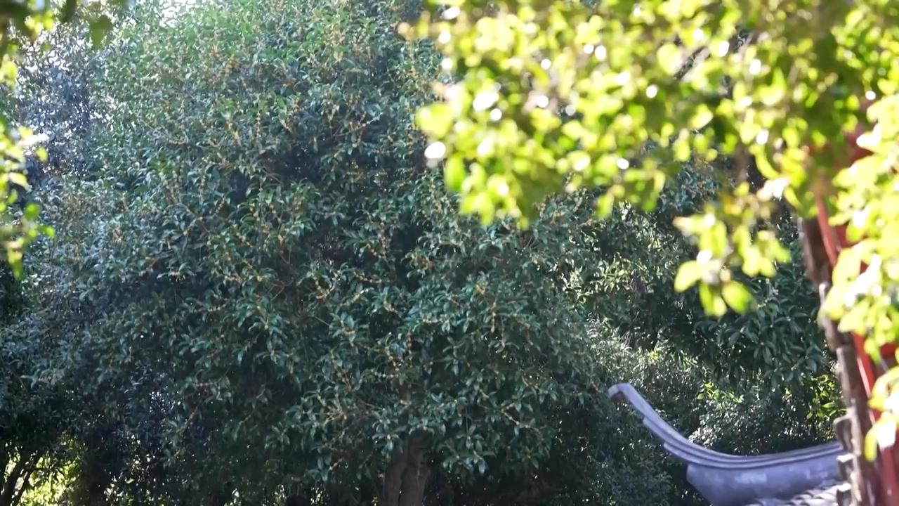 Video thumbnail for China: Osmanthus blossoms usher in autumn rituals in Hangzhou.