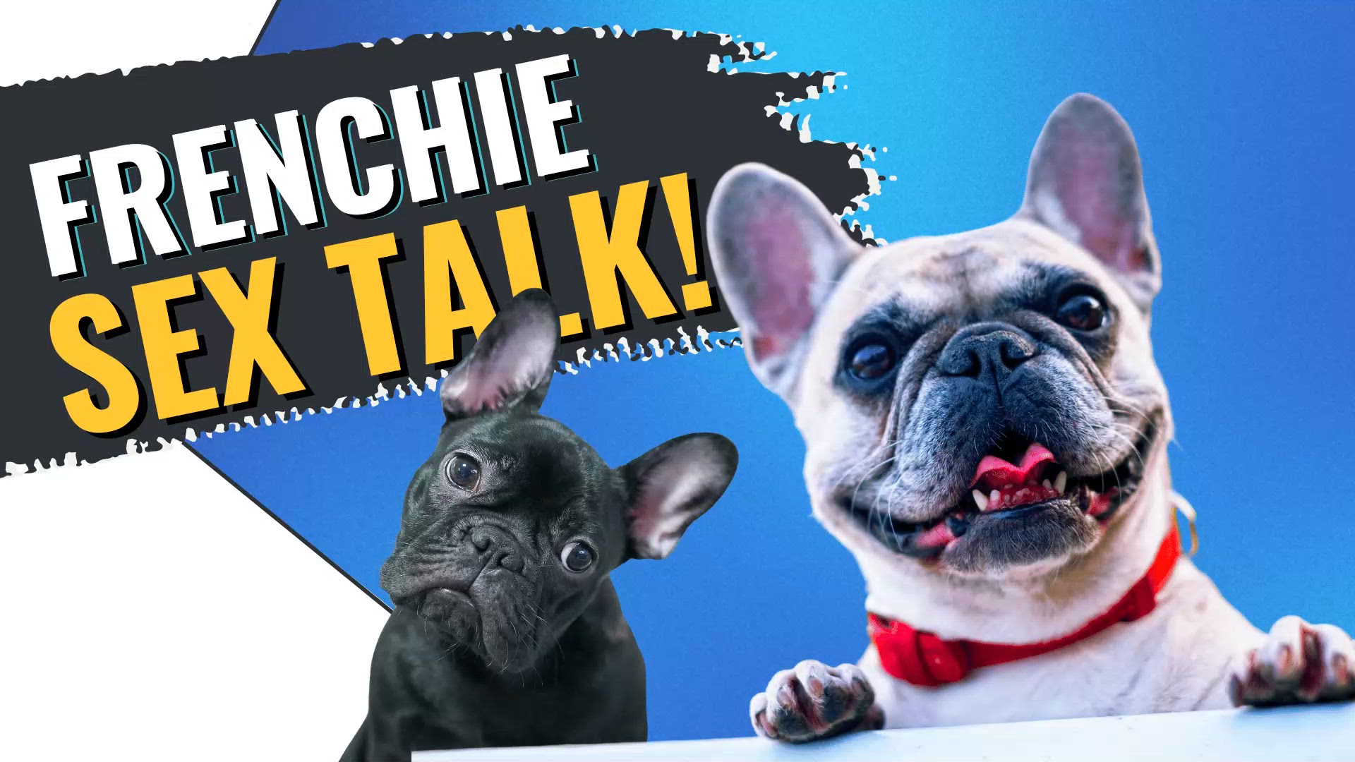 'Video thumbnail for French Bulldog Sex: It's Complicated!'