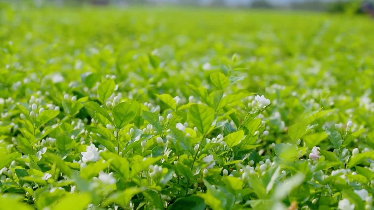 Video thumbnail for China: Jasmine industry blooms in southwest China.