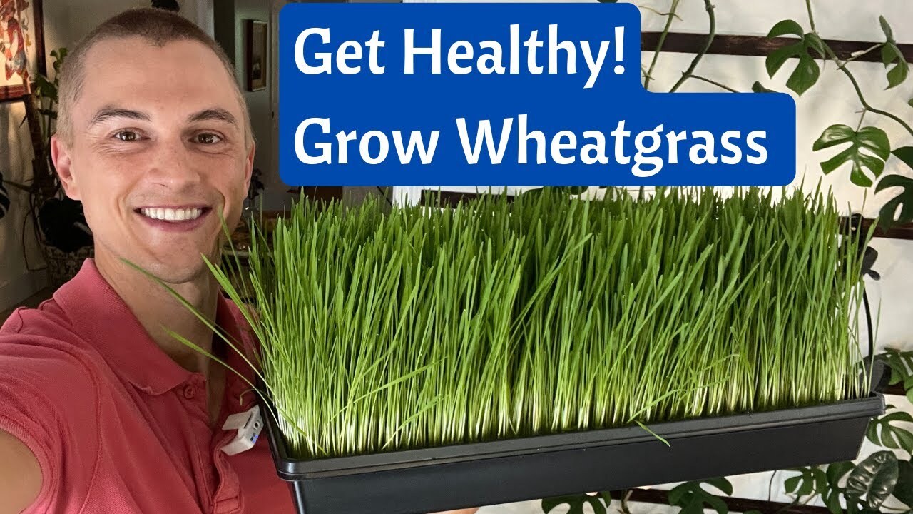 Video thumbnail for Grow WHEATGRASS Juice at Home in 8 Days - Incredible Health Benefits - Fast & Cheap