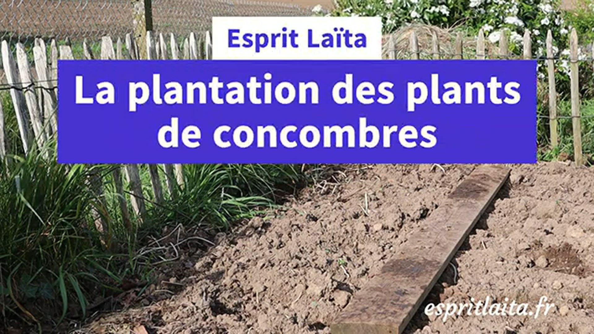 Video thumbnail for La plantation des concombres