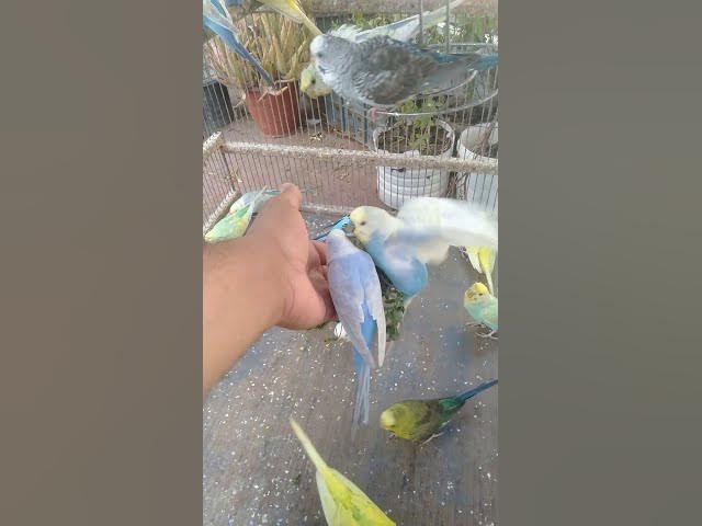 Video thumbnail for 💭 “Se você ama silêncio, este som vai te conquistar 💚”