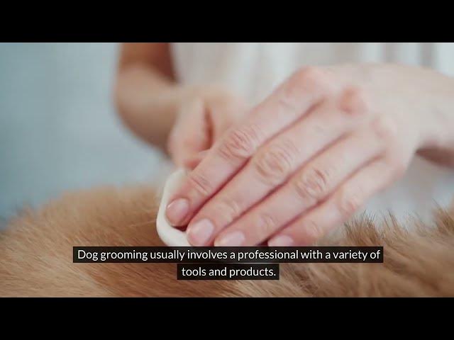 Video thumbnail for DIY Dog Grooming Made Easy: Unleashing the Basics of At-Home Canine Care