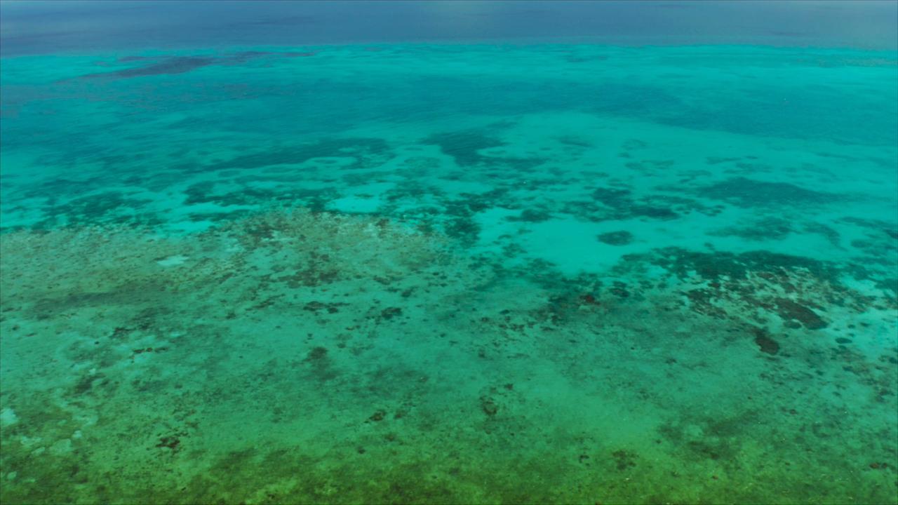 Video thumbnail for Super Animals -- Coral