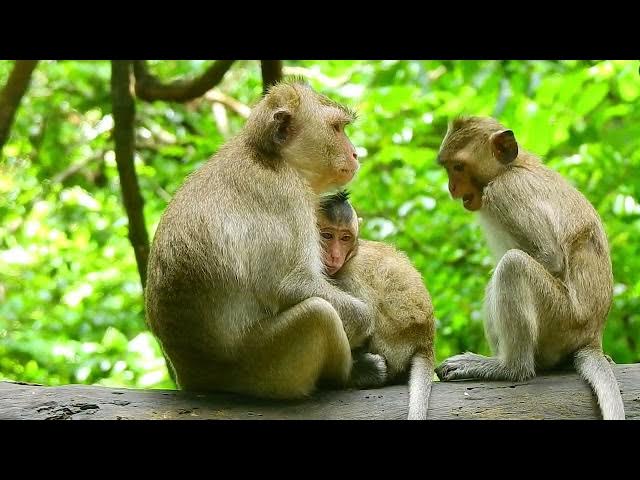 Video thumbnail for Monkey Living naturally is truly beautiful