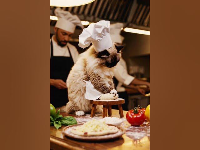 Video thumbnail for this cat cooking something delicious #Short Shorts #Cat
