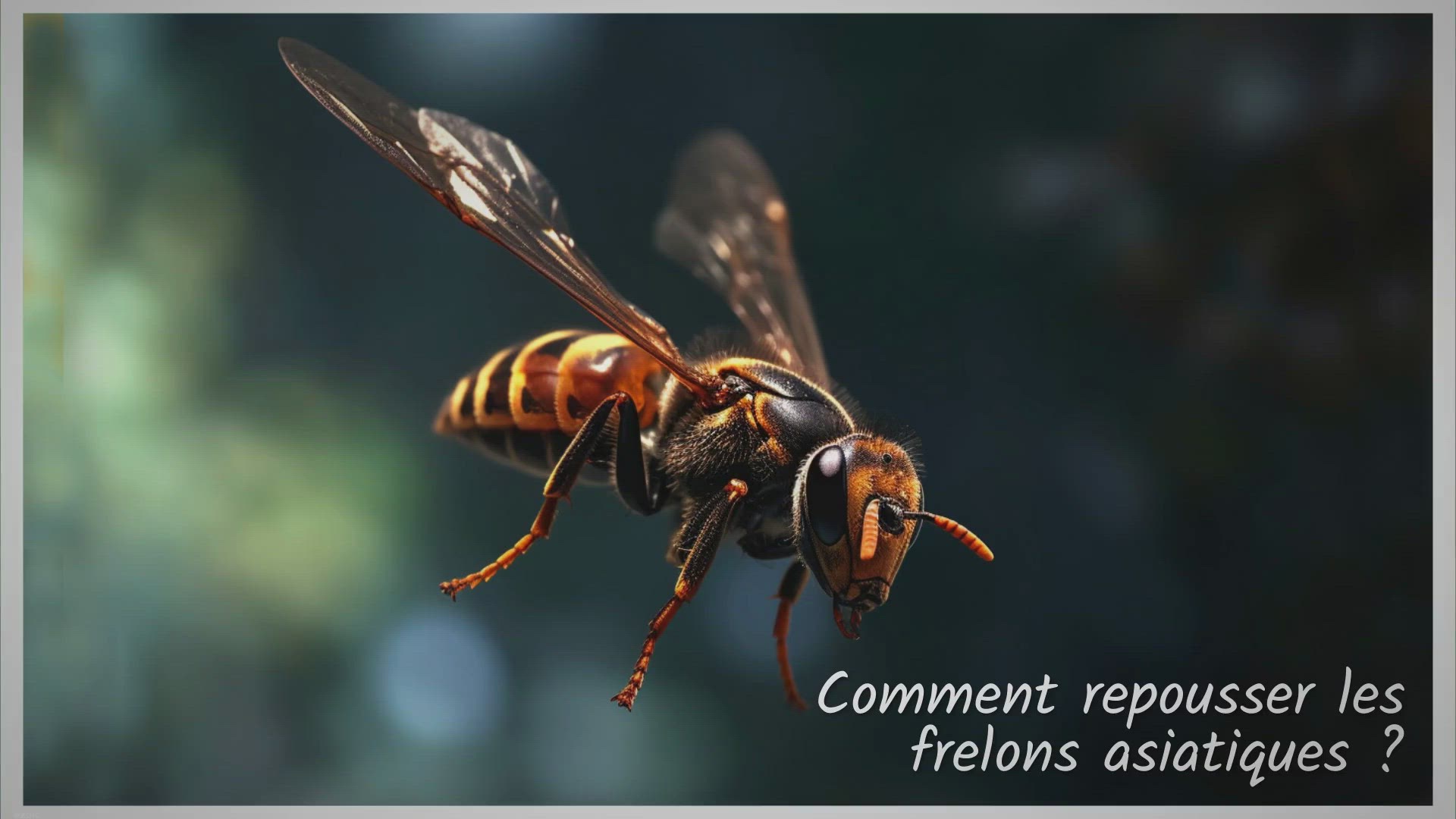 Video thumbnail for Remèdes de Grand-mère pour éloigner les Frelons Asiatiques : Techniques et Solutions Naturelles