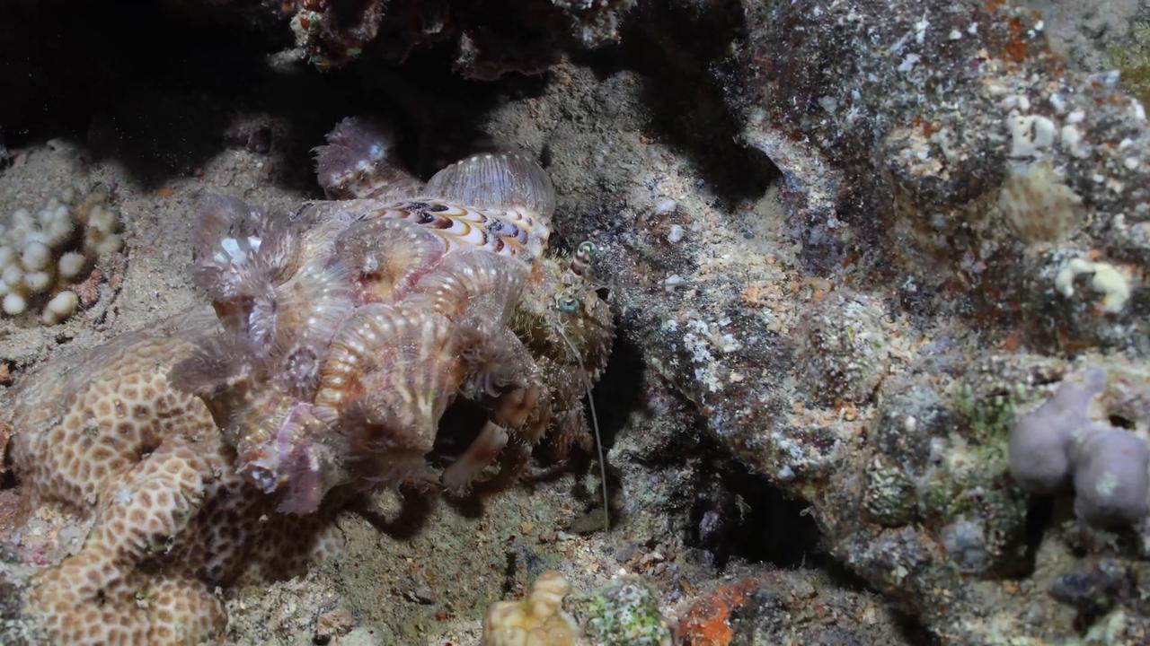 Video thumbnail for Egypt: Gubal Island offers divers glimpse of Red Sea's underwater treasures.