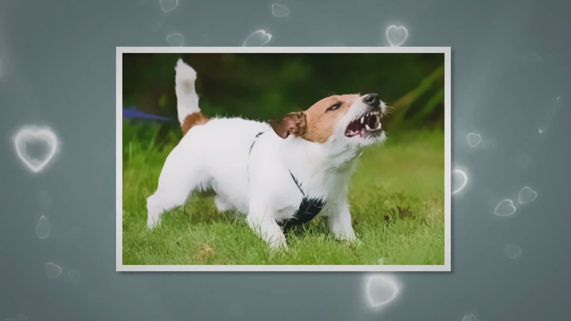 Video thumbnail for Guides on how to socialize a growling dog