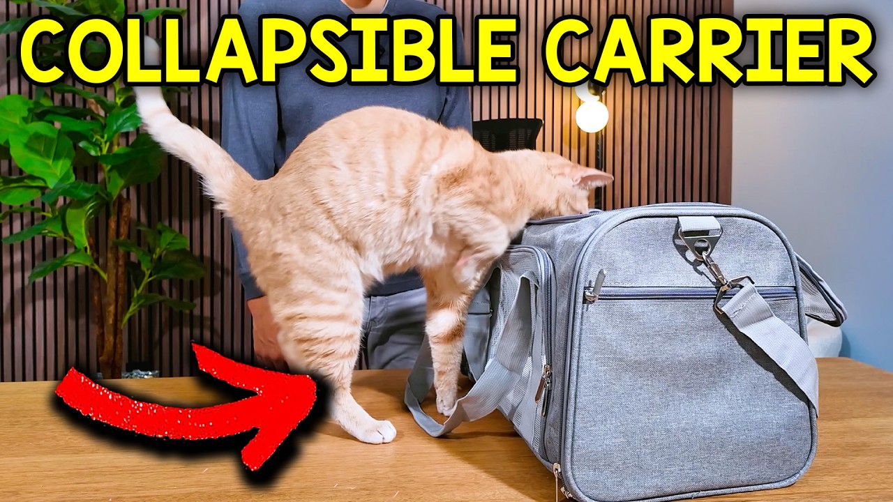Video thumbnail for What To Expect With The LEHNI Collapsible Cat Carrier (Is It WORTH IT? )