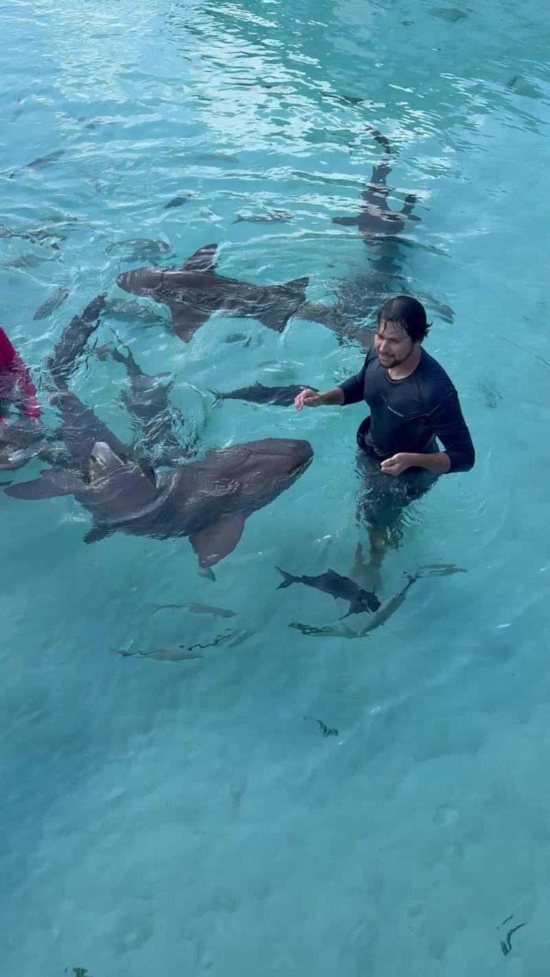 Video thumbnail for Swimming with Gentle Nurse Sharks at Compass Cay Bahamas