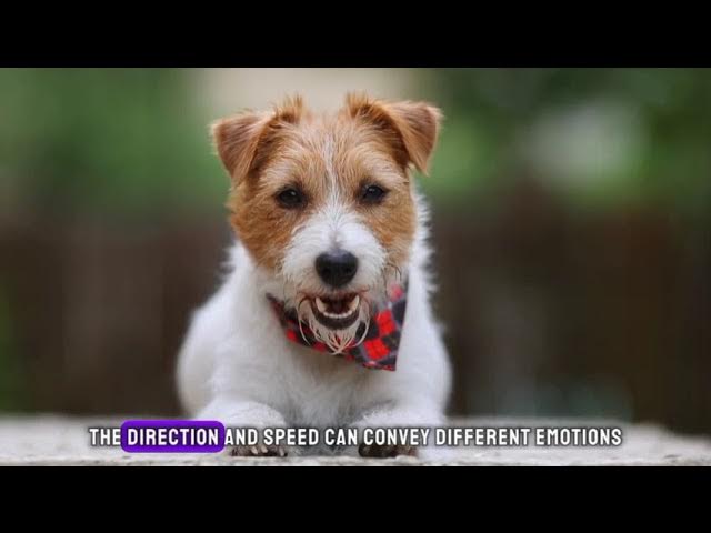 'Video thumbnail for Unleashing Wonders: 10 Fascinating Dog Fun Facts'