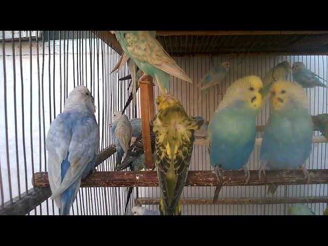 Video thumbnail for 🧠科学が証明！セキセイインコがもたらす驚きのメンタル効果🕊️ #セキセイインコ