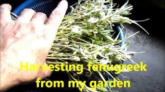 'Video thumbnail for Harvesting fenugreek at home / Fenugreek farming at home garden'