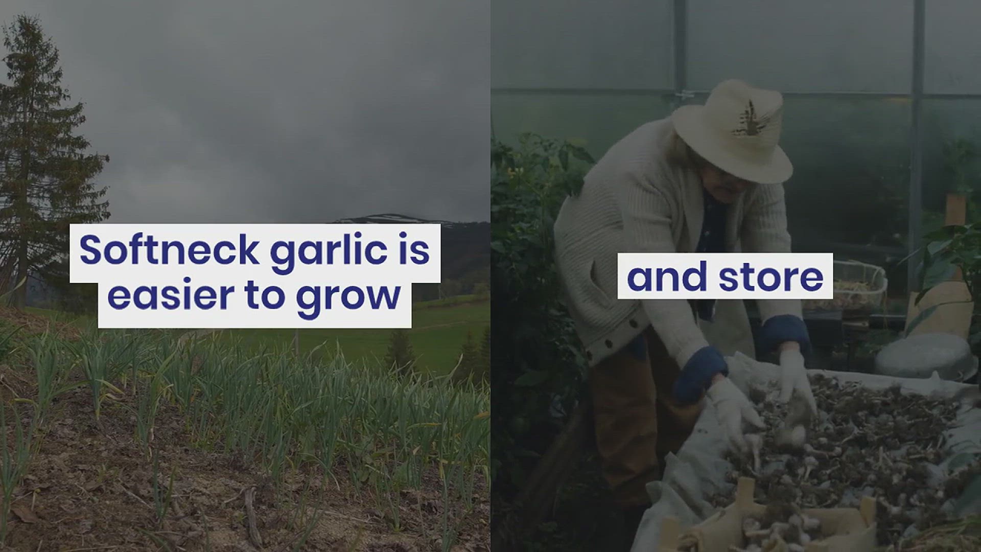 'Video thumbnail for How to Grow Your Own Garlic'