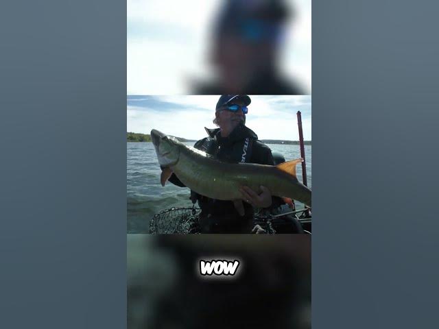 Video thumbnail for Muskie in New Brunswick?? #muskie #muskiefishing #NewBrunswick #fishing #fishncanada #fish  #esox