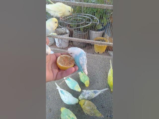 Video thumbnail for 💤 Só quem ama relaxar entende essa vibe 🌙 Sons naturais para sono leve e tranquilo #SonoNatural